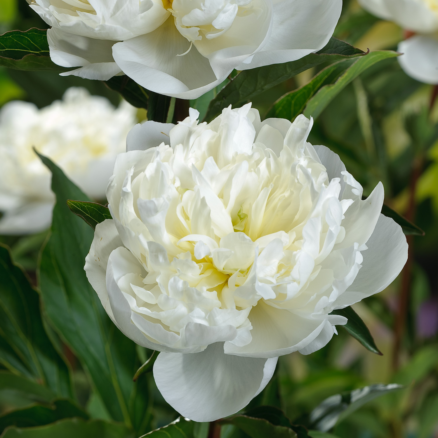 Paeonia lactiflora 'Duchesse de Nemours'